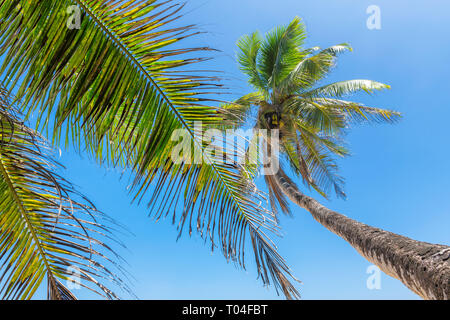 Kokospalmen vor blauem Himmel am tropischen Strand. Stockfoto
