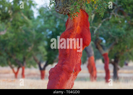 Korkeiche - Alcornoque, mediterranen Wald, Sierra de San Pedro, Cáceres, Extremadura, Spanien, Europa Stockfoto