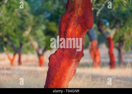 Korkeiche - Alcornoque, mediterranen Wald, Sierra de San Pedro, Cáceres, Extremadura, Spanien, Europa Stockfoto