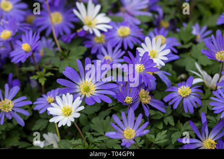 Nahaufnahme der weißen und blauen Winterwindblume Blüte im März, England, Großbritannien Stockfoto