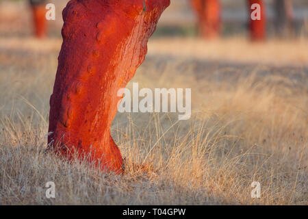 Korkeiche - Alcornoque, mediterranen Wald, Sierra de San Pedro, Cáceres, Extremadura, Spanien, Europa Stockfoto