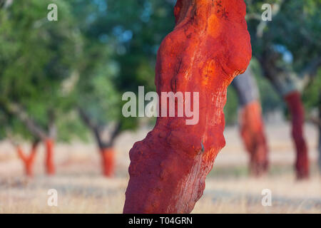 Korkeiche - Alcornoque, mediterranen Wald, Sierra de San Pedro, Cáceres, Extremadura, Spanien, Europa Stockfoto