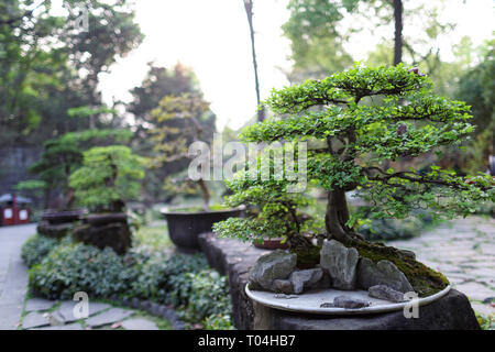 Bonsai Baum an der Wuhou Tempel, Chengdu, China Stockfoto