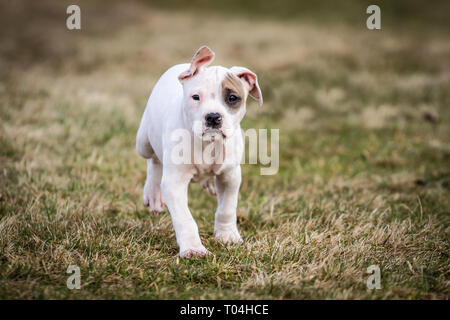 Weißer Bulldog-Welpe mit einem Kitzaugenfleck läuft Stockfoto