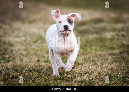 Weißer Bulldog-Welpe mit einem Kitzaugenfleck läuft Stockfoto