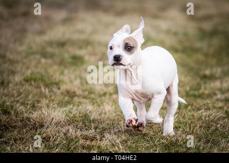 Weißer Bulldog-Welpe mit einem Kitzaugenfleck läuft Stockfoto