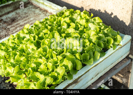 Kleine Sämlinge von Kopfsalat wächst in Anbau Fach Stockfoto