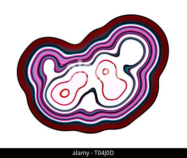 Meiose In der Telophase. Der Prozess der Zellteilung und Produktion Der reproduktiven Zellen, aus denen der einzigartige genetische Merkmale Stockfoto