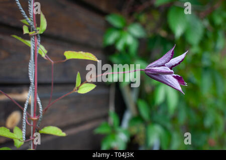 Blume der Clematis Klettern auf dem Hintergrund der hölzernen Wand Stockfoto