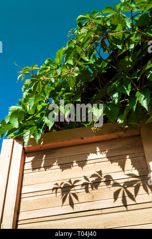 Schatten des Kletterns Blätter von wilden Trauben auf fensterläden der Country House Stockfoto