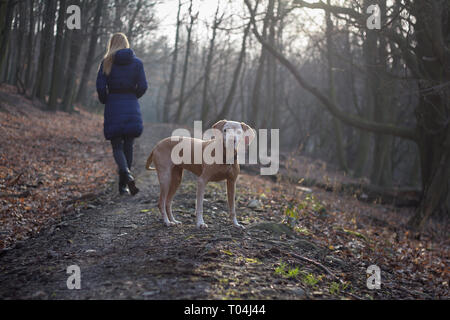 Frau gehen mit Ihrem Hund im Wald Sonnenuntergang Stockfoto