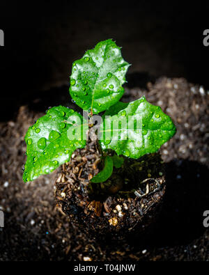 In der Nähe der Küste Live Oak (Quercus agrifolia) Bäumchen. Stockfoto