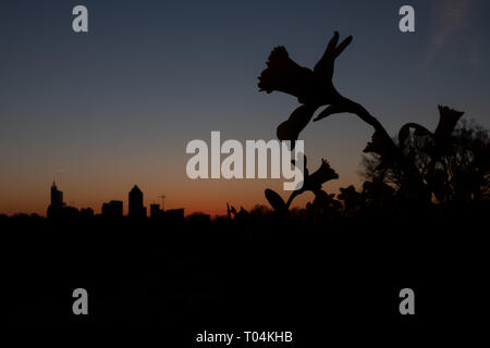 Nahaufnahme einer Blüte Silhouette vor dem Stadtbild in einem Feld von Narzissen kurz vor Sonnenaufgang bei Dorothea Dix Park in Raleigh, North Carolina. Stockfoto