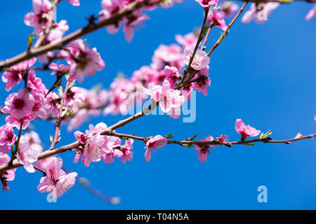 Pfirsichfarbene Blüten im Frühling. Stockfoto