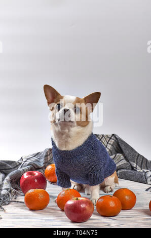Chihuahua Hunderasse in einem blauen Pullover auf einer hölzernen Hintergrund Stockfoto