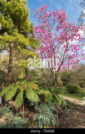 Baumfarne neben einem großen Magnolia sprengeri' Lanhydrock' Baum mit schönen rosa Blüten an Savill Garden, Windsor Great Park, Großbritannien Stockfoto