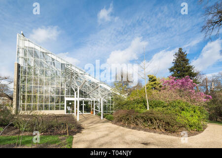 Queen Elizabeth gemäßigt Haus, ein großes Gewächshaus, direkt neben einem schönen Magnolia sprengeri' Lanhydrock' Baum mit rosa Blüten an Savill Garden, Großbritannien Stockfoto