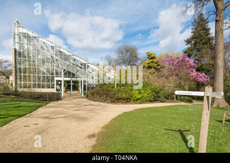 Queen Elizabeth gemäßigt Haus, ein großes Gewächshaus, direkt neben einem schönen Magnolia sprengeri' Lanhydrock' Baum mit rosa Blüten an Savill Garden, Großbritannien Stockfoto