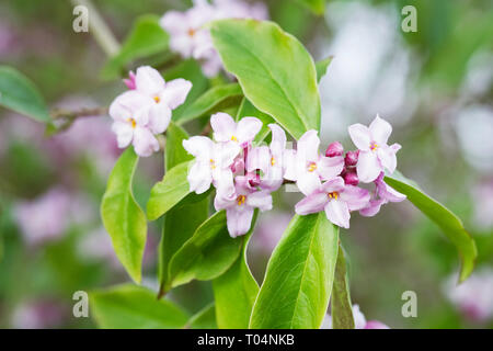 Daphne Bholua 'Peter Smithers' Blumen. Stockfoto