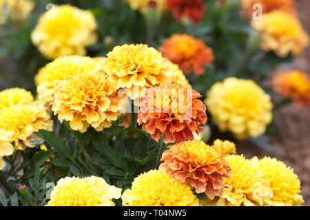 Tagetes Patula. Die französischen Ringelblume trawberry Blond' Blumen. Stockfoto