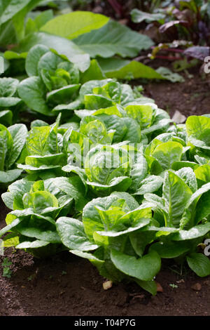 Lactuca Sativa. Salat in den Gemüsegarten. Stockfoto