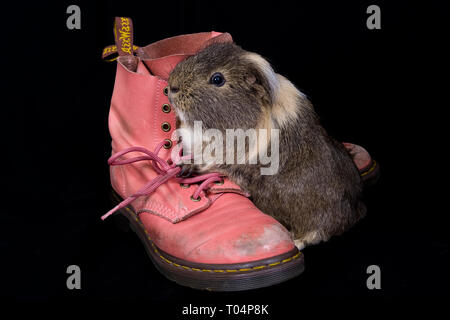 Ein Meerschweinchen Posen auf einige rosa Dr. Marten Stiefel Stockfoto