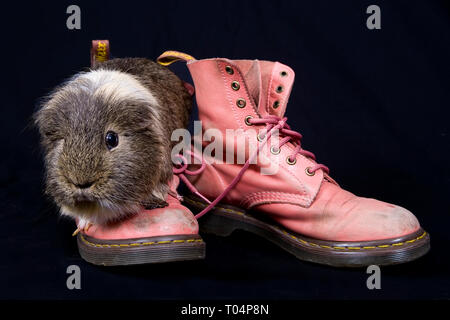 Ein Meerschweinchen Posen auf einige rosa Dr. Marten Stiefel Stockfoto