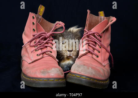 Ein Meerschweinchen Posen auf einige rosa Dr. Marten Stiefel Stockfoto