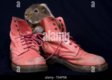 Ein Meerschweinchen Posen auf einige rosa Dr. Marten Stiefel Stockfoto