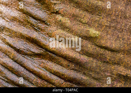 Nasse braun zerknittert Baumrinde Makro selektiven Fokus Stockfoto