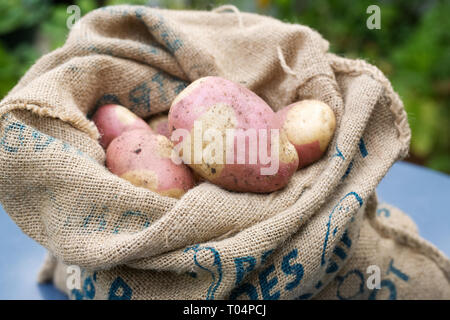 Solanum tuberosum 'Pink Zigeuner'. Frisch Kartoffel 'Pink Zigeuner' in einem hessischen Sack geerntet. Stockfoto