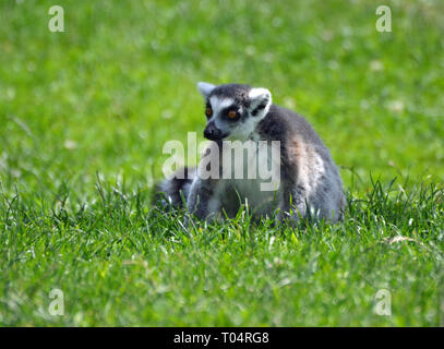 Ring tailed Lemur in der Sonne auf dem Rasen im Tropical Flügel Zoo, Chelmsford, Essex, Großbritannien. Dieser Zoo geschlossen im Dezember 2017. Stockfoto