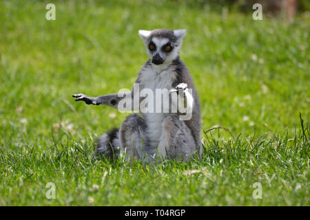 Ring tailed Lemur in der Sonne auf dem Rasen im Tropical Flügel Zoo, Chelmsford, Essex, Großbritannien. Dieser Zoo geschlossen im Dezember 2017. Stockfoto