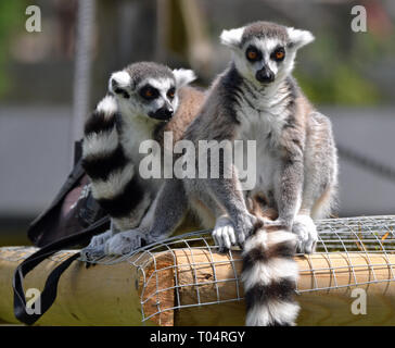 Zwei ring tailed lemurs genießen die Sonne auf dem Zaun am tropischen Flügel Zoo, Chelmsford, Essex, Großbritannien. Dieser Zoo geschlossen im Dezember 2017. Stockfoto