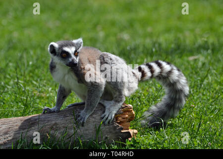Ring tailed Lemur in der Sonne auf dem Rasen im Tropical Flügel Zoo, Chelmsford, Essex, Großbritannien. Dieser Zoo geschlossen im Dezember 2017. Stockfoto