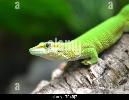 Green Day Gecko im Tropical Flügel Zoo, Chelmsford, Essex, Großbritannien. Dieser Zoo geschlossen im Dezember 2017. Stockfoto