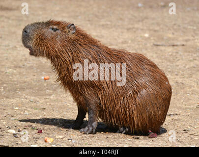 Wasserschwein im Tropical Flügel Zoo, Chelmsford, Essex, Großbritannien. Dieser Zoo geschlossen im Dezember 2017. Stockfoto