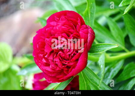 Paeonia lactiflora Blüte Detail Nahaufnahme Pink Flower Portrait Foto Stockfoto