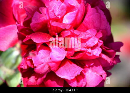 Paeonia lactiflora Blüte Detail Nahaufnahme Portrait rosa Blume Foto Stockfoto