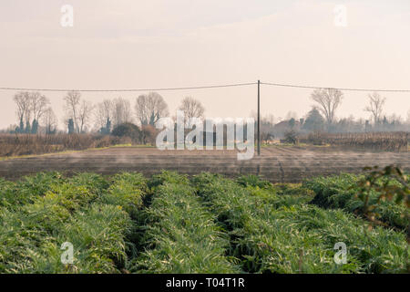 Mit Blick auf die Isola Sant'Erasmo Stockfoto