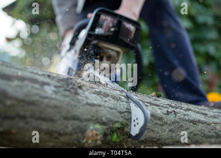 Foto von Mann mit Kettensäge Sägen in Wald anmelden Stockfoto