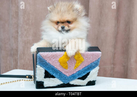 Cute pomeranian Welpen Hund in stilvolle weibliche Tasche. Luxus lifestyle Konzept. Stockfoto