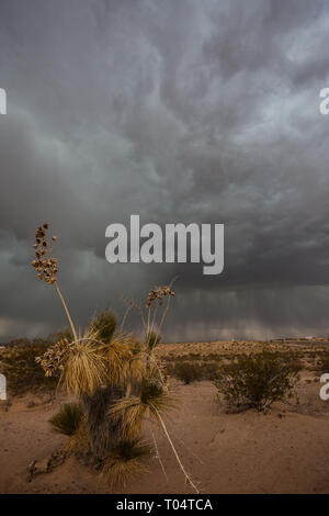 Clint, El Paso County, Texas, USA Stockfoto