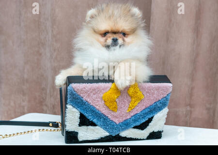 Cute pomeranian Welpen Hund in stilvolle weibliche Tasche. Luxus lifestyle Konzept. Stockfoto