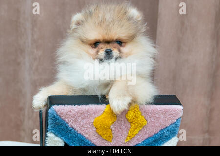 Cute pomeranian Welpen Hund in stilvolle weibliche Tasche. Luxus lifestyle Konzept. Stockfoto