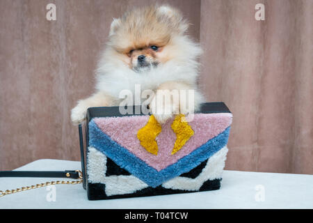 Cute pomeranian Welpen Hund in stilvolle weibliche Tasche. Luxus lifestyle Konzept. Stockfoto