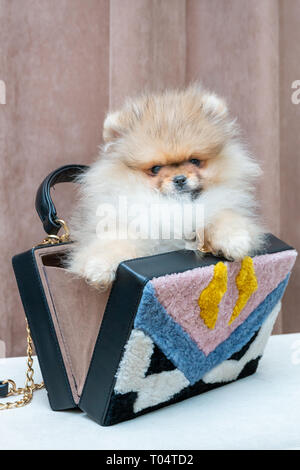 Cute pomeranian Welpen Hund in stilvolle weibliche Tasche. Luxus lifestyle Konzept. Stockfoto