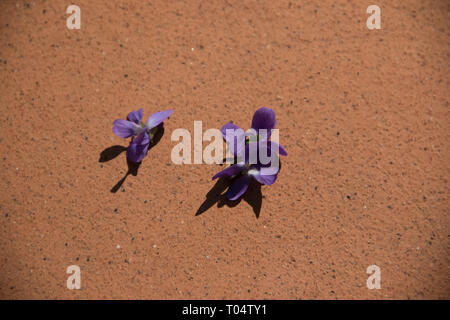 Feder, Stillleben, Violett, Goldregen, Kuchen, Birne tatin Budapest März 17, 2019 Stockfoto