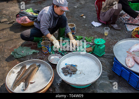 Vietnamesische Frau bereitet lebende Frösche zum Verkauf auf einem Betonboden eines Ho Chi Minh City Street Market, Vietnam. Stockfoto