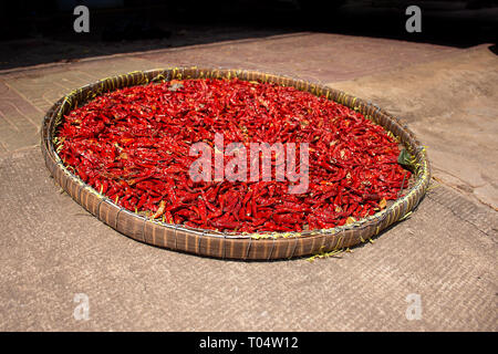 Ein Korb mit frisch gepflückte rote Chilis mehr da, der Sonne trocknen. Stockfoto